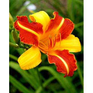 Hemerocallis Frans Hals Liliowiec