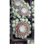 Sempervivum arachnoideum Aitomera rojnk