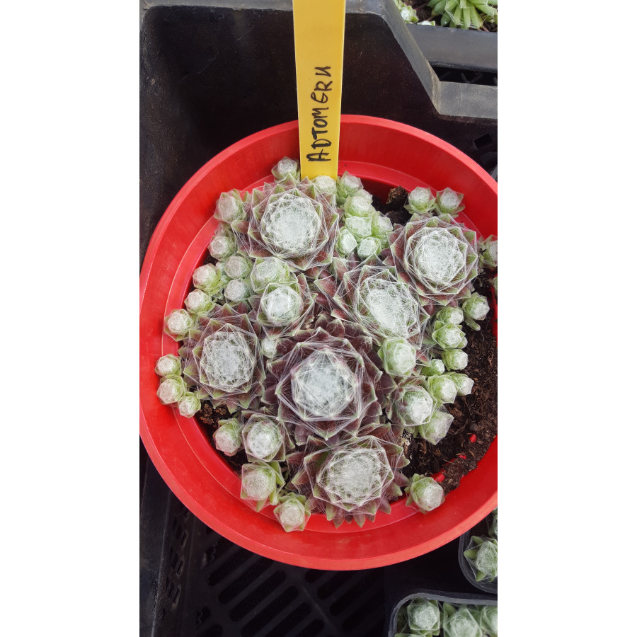Sempervivum arachnoideum Aitomera rojnk