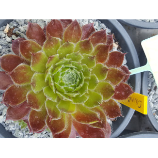 Sempervivum Carnival rojnik