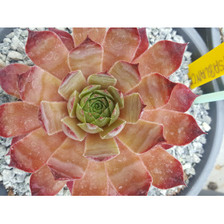 Sempervium Casablanca rojnik