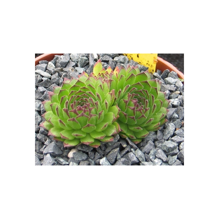Sempervivum Collecteur Anchisi rojnik Sempervivum Collecteur Anchisi rojnik