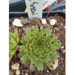 Sempervivum calcareum Greenii rojnik Sempervivum calcareum Greenii rojnik
