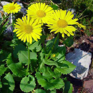 Doronicum orientale Omieg wschodni
