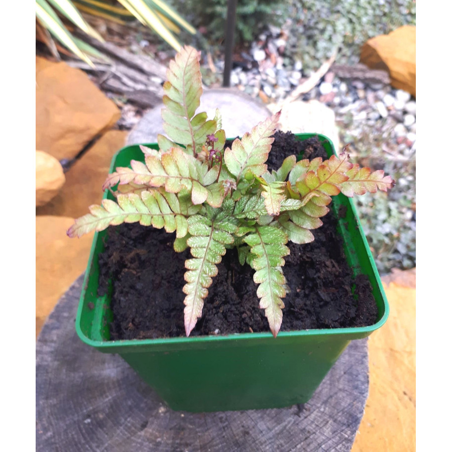Pteris quadria Tricolor Orliczka trójbarwana Pteris quadria Tricolor Orliczka trójbarwana