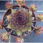 Sempervivum Florence-Joy Rojnik Sempervivum Florence-Joy Rojnik