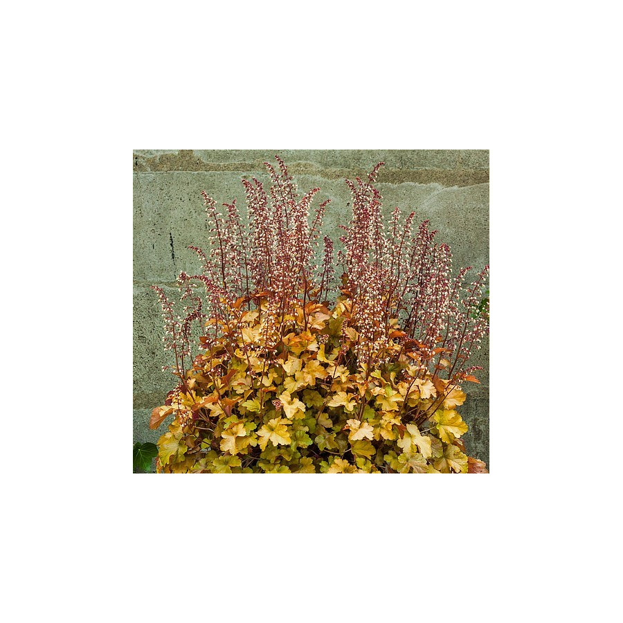 Heuchera Northern Exposure Amber Żurawka Heuchera Northern Exposure Amber Żurawka