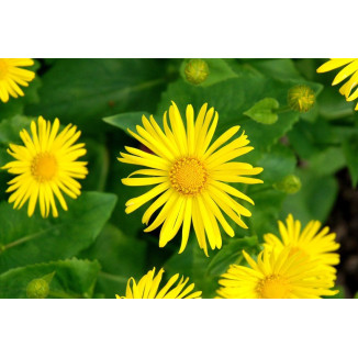 Doronicum orientale Omieg wschodni