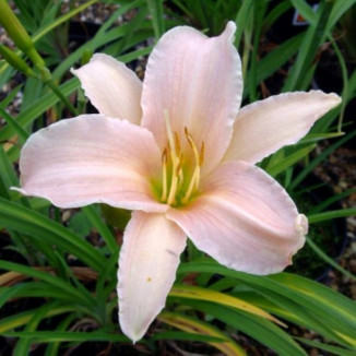 Hemerocallis Luxury Lace Liliowiec