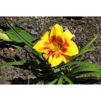 Hemerocallis Love Those Eyes Liliowiec