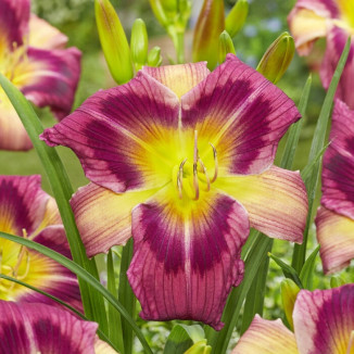 Hemerocallis Magic Dancer Liliowiec