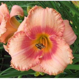 Hemerocallis Martha Fawcett