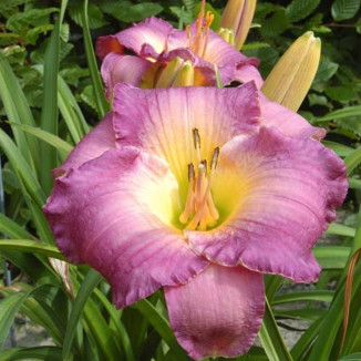 Hemerocallis Moroccan Sunrise Liliowiec