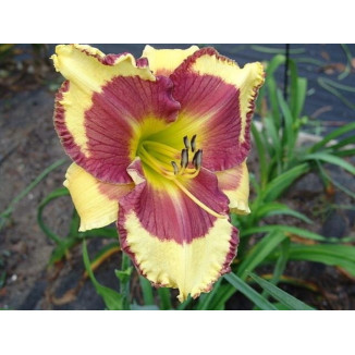 Hemerocallis Punxsutawney Phill