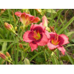 Hemerocallis Dan Mahony Hemerocallis Dan Mahony
