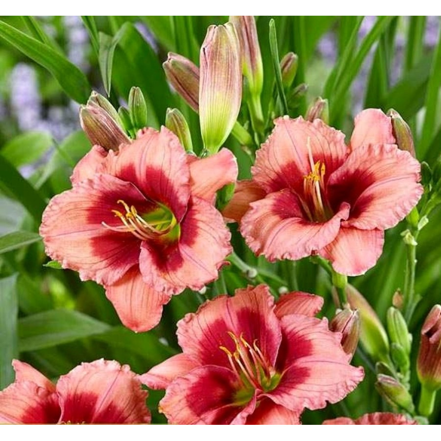 Hemerocallis Dress Pink