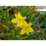 Hemerocallis Dumortieri Liliowiec Hemerocallis Dumortieri Liliowiec