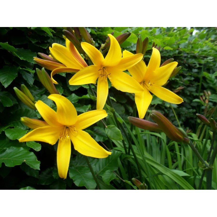 Hemerocallis Dumortieri Liliowiec
