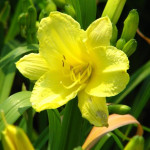 Hemerocallis Happy Returns Liliowiec Hemerocallis Happy Returns Liliowiec