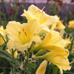 Hemerocallis Happy Returns Liliowiec Hemerocallis Happy Returns Liliowiec