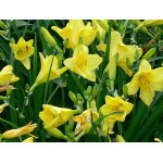 Hemerocallis Happy Returns Liliowiec Hemerocallis Happy Returns Liliowiec