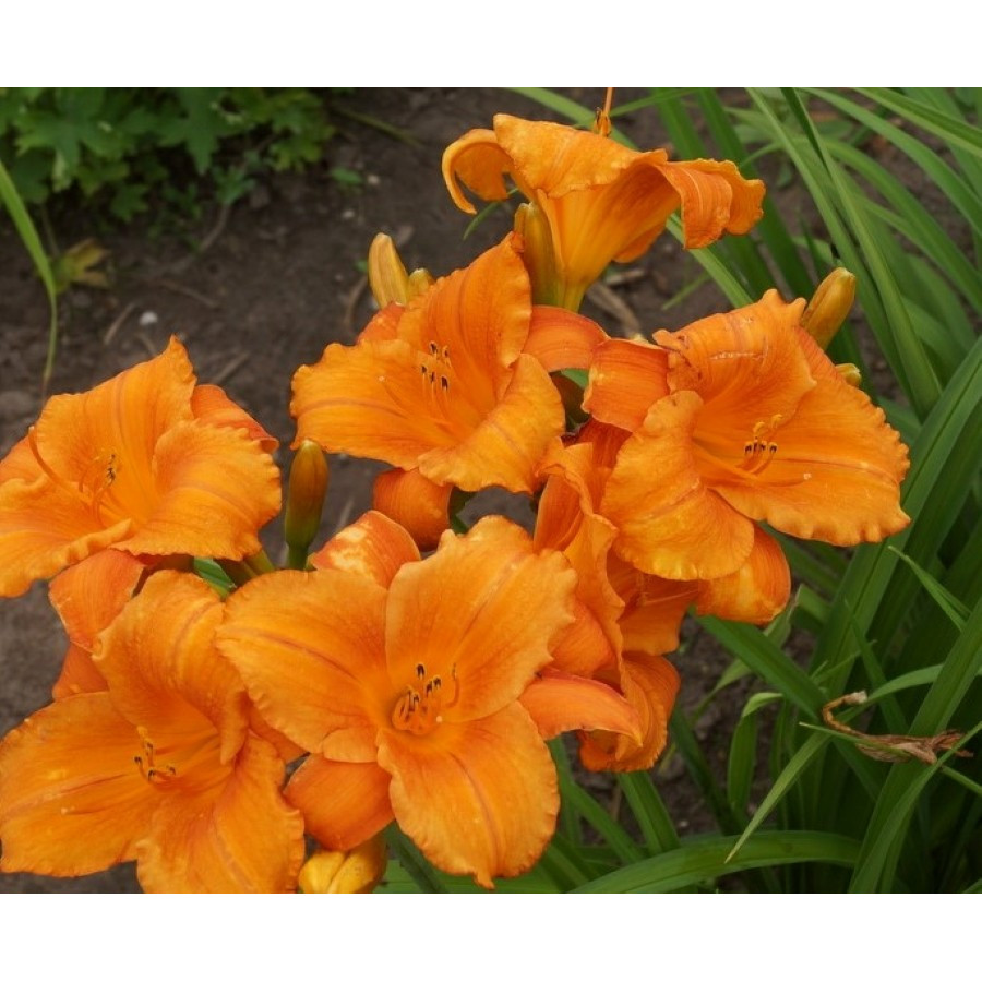 Hemerocallis My Reggae Tiger Liliowiec