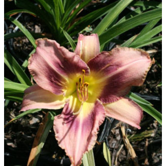 Hemerocallis Purple Bicolor Liliowiec