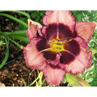 Hemerocallis Macbeth Liliowiec