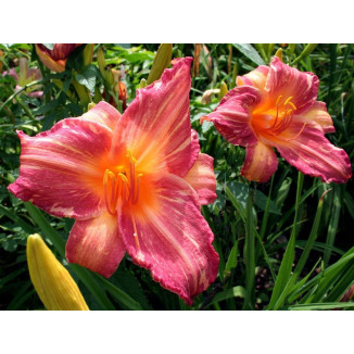 Hemerocallis Pink Stripes Liliowiec