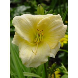 Hemerocallis Precious de Oro Liliowiec