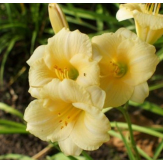 Hemerocallis Precious de Oro Liliowiec