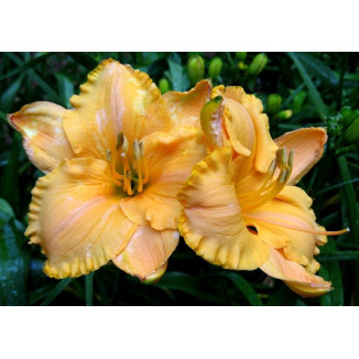 Hemerocallis Pure and Simple Liliowiec