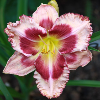 Hemerocallis Romanian Rendevouz Liliowiec