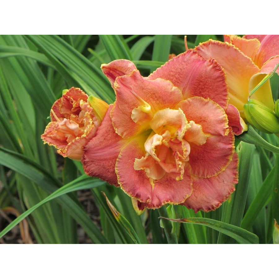 Hemerocallis Susan Pritchard Petit Liliowiec