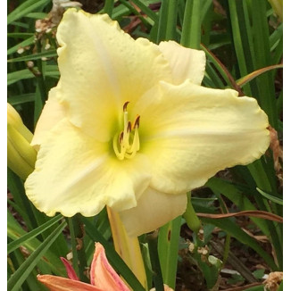 Hemerocallis White Tie Affair liliowiec