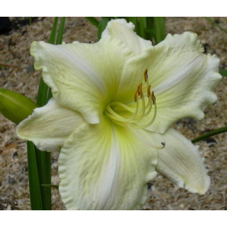 Hemerocallis White Tie Affair liliowiec