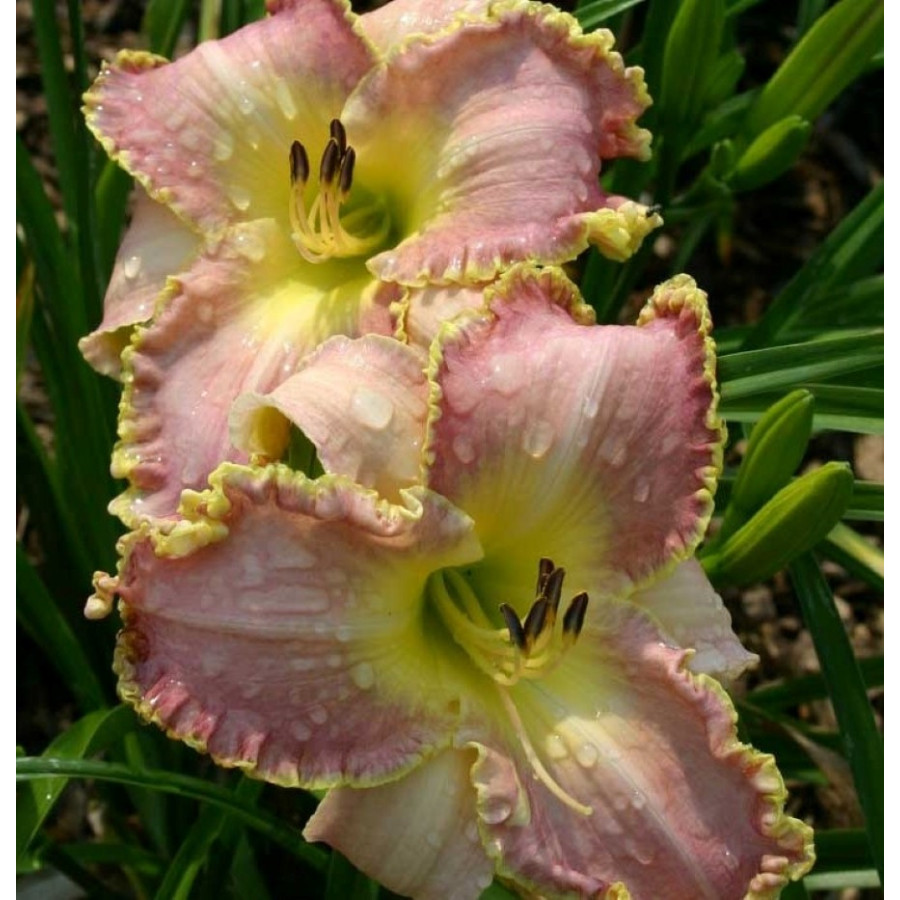 Hemerocallis Clothed in Glory Liliowiec