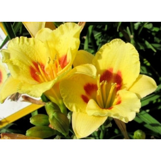 Hemerocallis Mini Polka Liliowiec