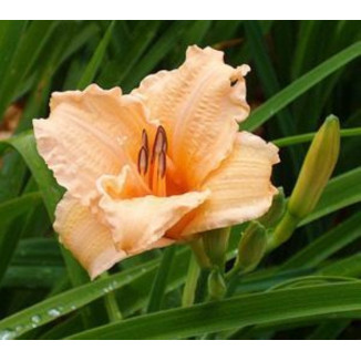 Hemerocallis Louise Manelis Liliowiec