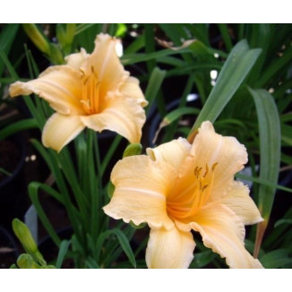 Hemerocallis Louise Manelis Liliowiec