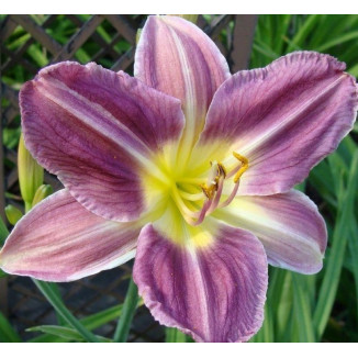Hemerocallis Prairie Blue Eyes Liliowiec