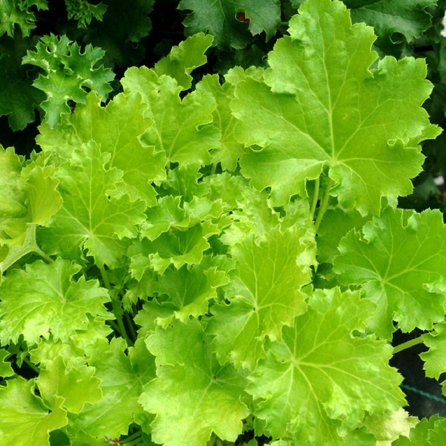 Heuchera Lime Rickey Żurawka Heuchera Lime Rickey Żurawka