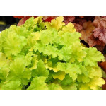 Heuchera Lime Rickey Żurawka Heuchera Lime Rickey Żurawka