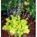 Heuchera Lime Rickey Żurawka Heuchera Lime Rickey Żurawka