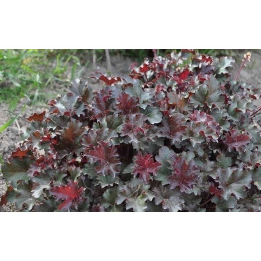 Heuchera World Caffe Expresso Żurawka