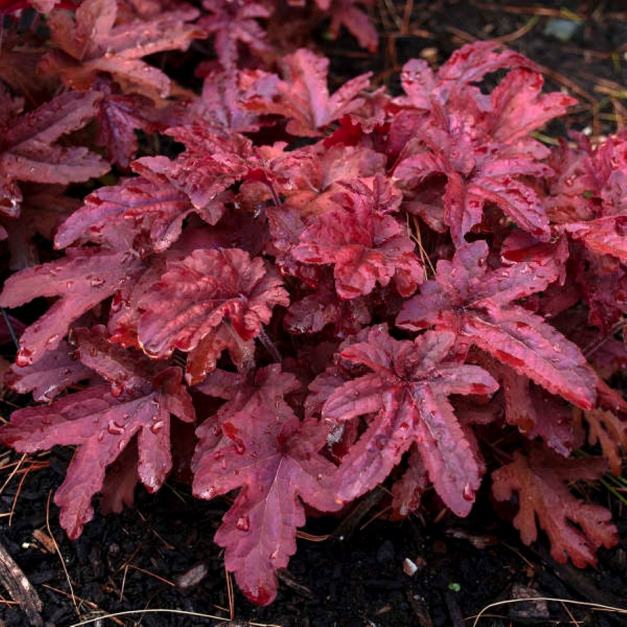 Heucherella Red Rover Żuraweczka