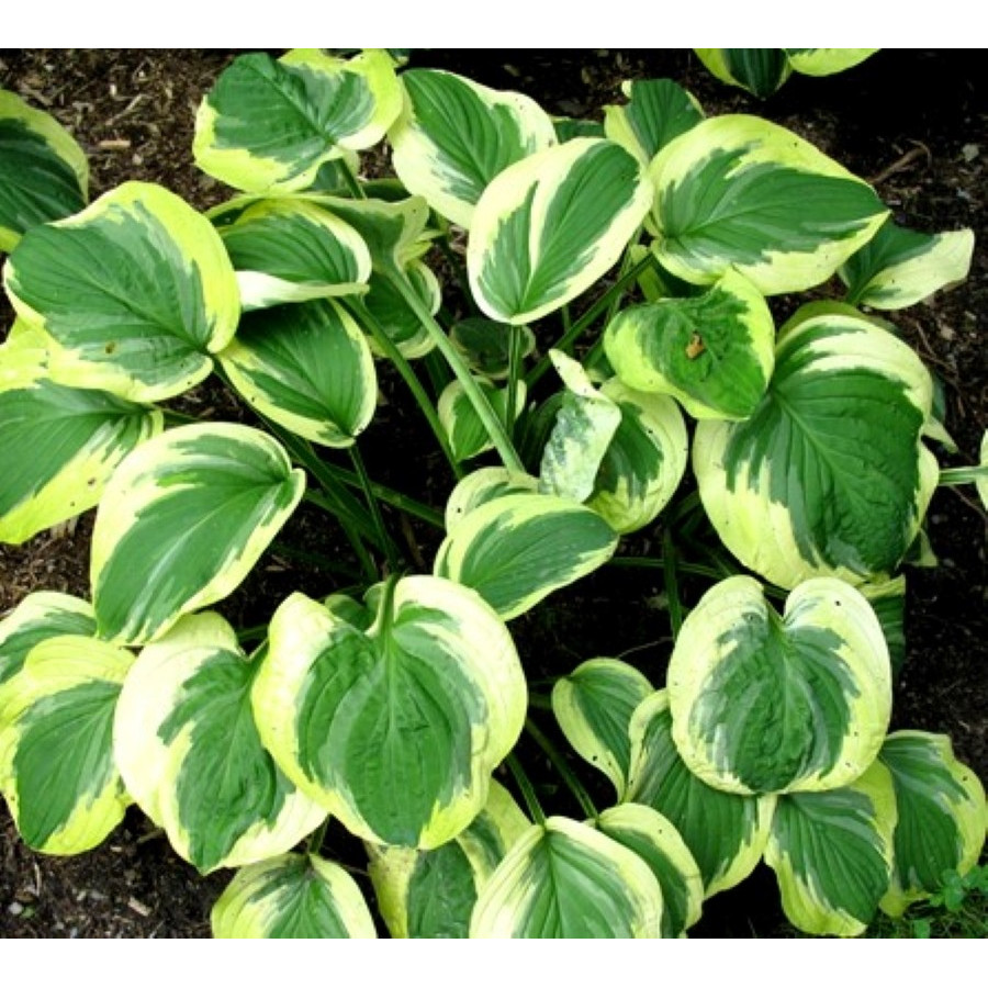 Hosta Carnival Funkia