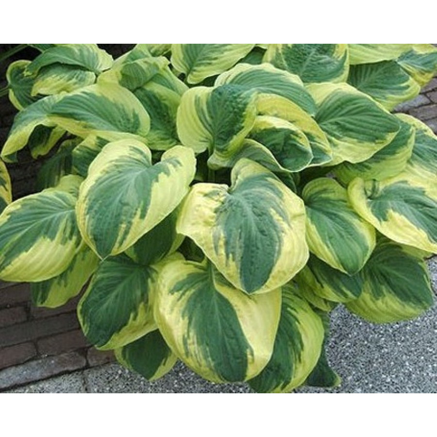 Hosta Carnival Funkia