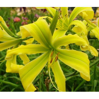 Hemerocallis Green Arrow Liliowiec