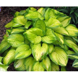 Hosta Stained Glass Funkia